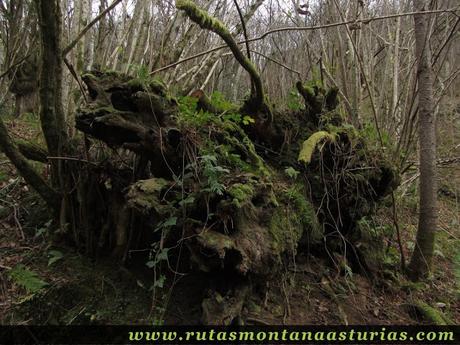 Tronco de Castaño en el suelo