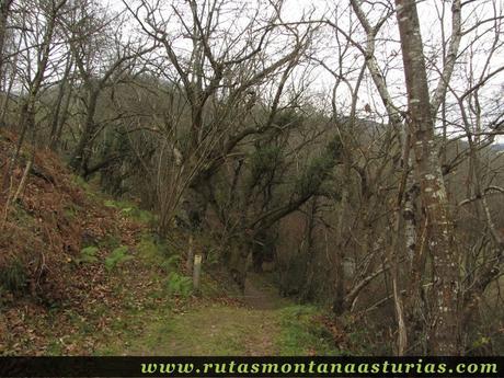 Arboles sobre el camno