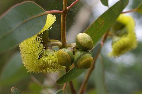 Aceite de eucalipto: una apuesta por la salud