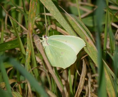 Mariposas de invierno