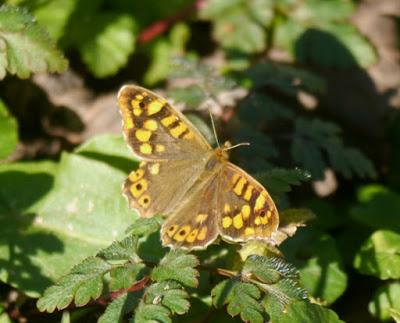 Mariposas de invierno