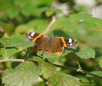 Mariposas de invierno