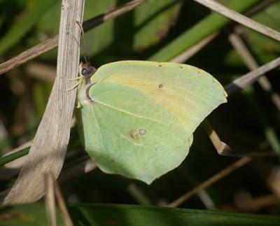 Mariposas de invierno