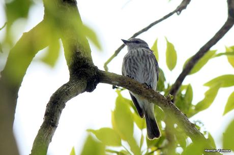 Reserva Natural Guardia del Juncal