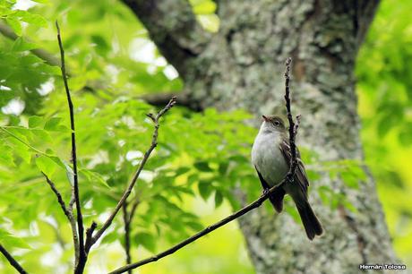 Reserva Natural Guardia del Juncal