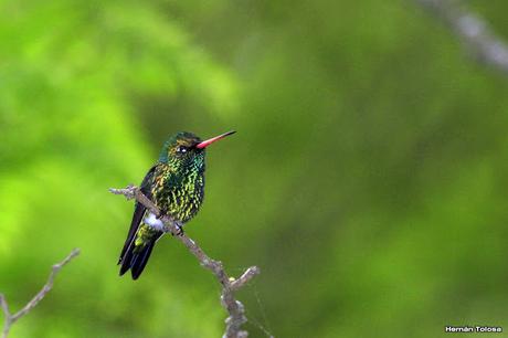 Reserva Natural Guardia del Juncal