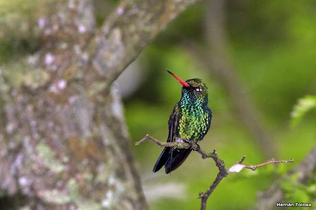 Reserva Natural Guardia del Juncal