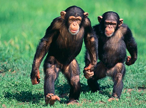 ¿Cuánto debemos caminar cada día? ¿Cuánto debemos caminar cada día?