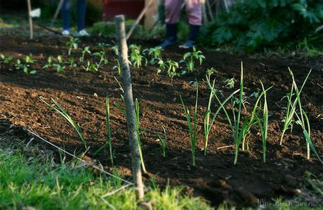 21 Pasos para un vida sostenible y ecológica