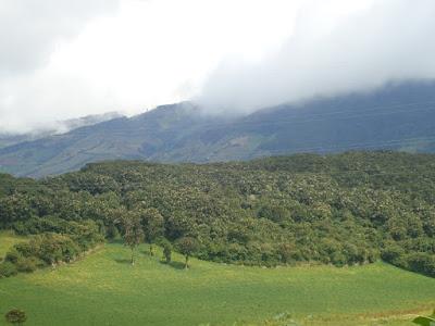 MILENARIO BOSQUE DE LOS ARRAYANES, CARCHI - ECUADOR