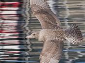 Larus hiperboreus