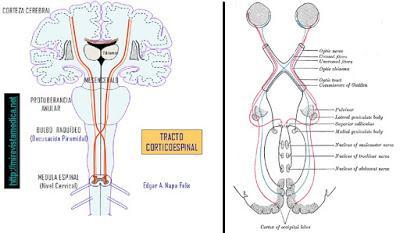 LATERALIDAD I: Aclarando conceptos