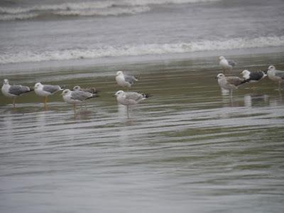 Tiempo de gaviotas