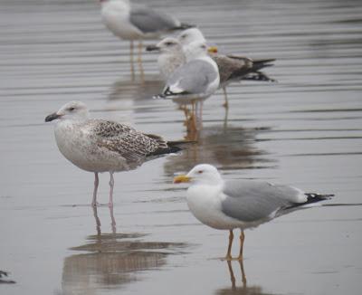 Tiempo de gaviotas