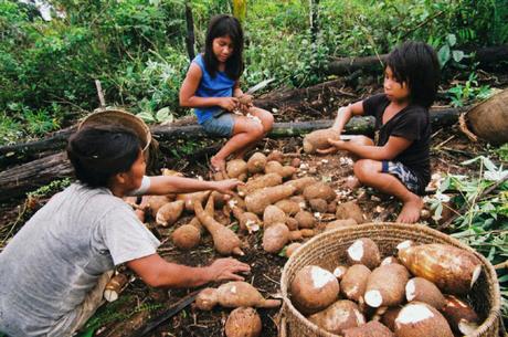 Indígenas yuca