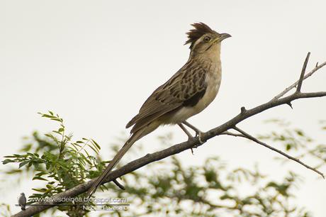 Crespín (Striped Cuckoo) Tapera naevia