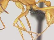 hormiga martir salta barrancos intrusos