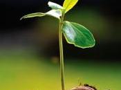 Yemoterapia métodos elaboración utilidad terapéutica