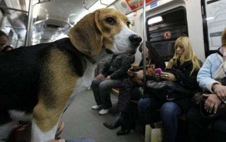 Los perros podrán viajar en el Metro de Madrid