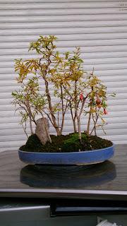 Primeras yemas - primeros trasplantes