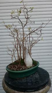 Primeras yemas - primeros trasplantes