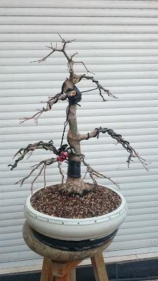 Primeras yemas - primeros trasplantes