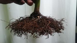 Primeras yemas - primeros trasplantes