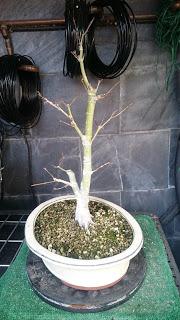 Primeras yemas - primeros trasplantes