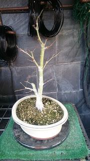 Primeras yemas - primeros trasplantes