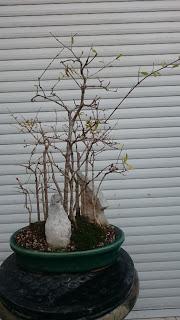 Primeras yemas - primeros trasplantes