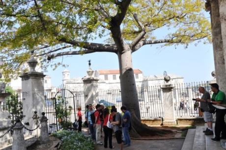 Adiós a un símbolo habanero: retiran la ceiba de El Templete