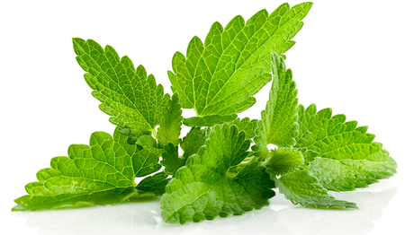 10 diferentes tipos de plantas medicinales