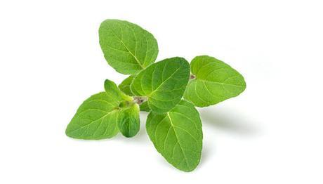 10 diferentes tipos de plantas medicinales