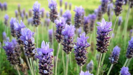 Los 9 mejores remedios caseros para el insomnio Los 9 mejores remedios caseros para el insomnio