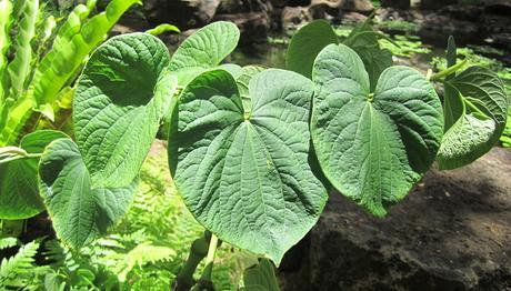 Los 9 mejores remedios caseros para el insomnio Los 9 mejores remedios caseros para el insomnio