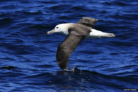 Albatros ceja negra (Thalassarche melanophrys)