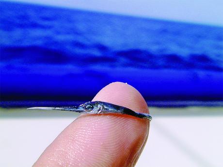 baby-swordfish-close-up