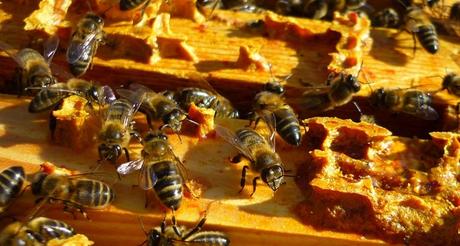 ¿Qué es el propóleo? - What is propolis?