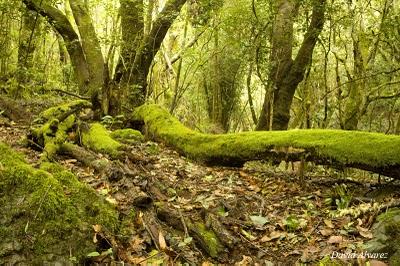 Los brezos gigantes de La Gomera