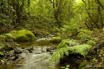 Los brezos gigantes de La Gomera