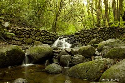 Los brezos gigantes de La Gomera