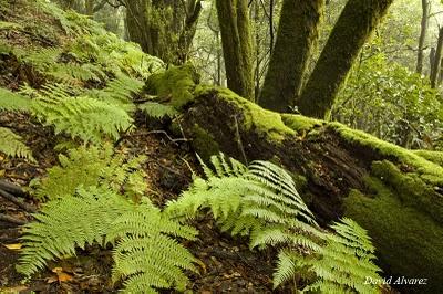 Los brezos gigantes de La Gomera
