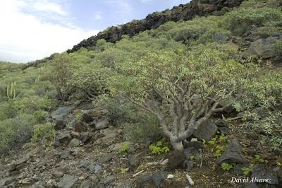 Los brezos gigantes de La Gomera