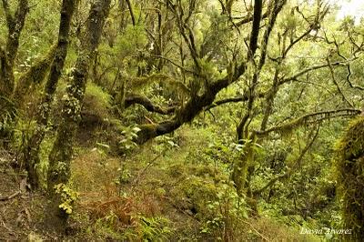 Los brezos gigantes de La Gomera