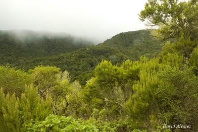 Los brezos gigantes de La Gomera