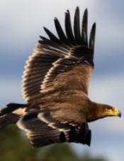 El resurgir del águila imperial ibérica
