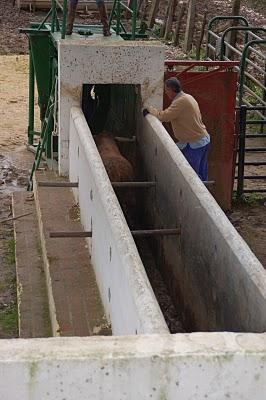 El bazar de los horrores