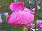 Sophy's Rose otoño invernal