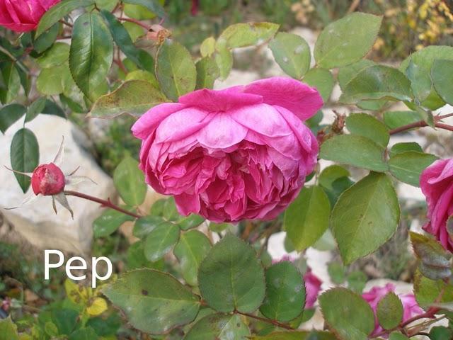 Sophy's Rose en un otoño invernal