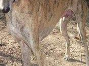 Darko, galgo maltratado Jaén